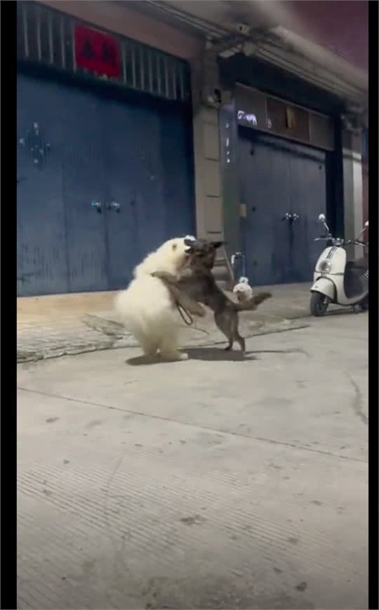 萨摩耶去找好朋友玩，站在对方家门口不敢叫就傻等着，社恐小狗啊