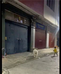 萨摩耶去找好朋友玩，站在对方家门口不敢叫就傻等着，社恐小狗啊