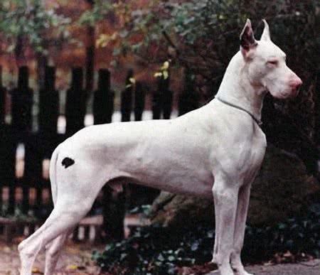 世界犬种-大丹犬