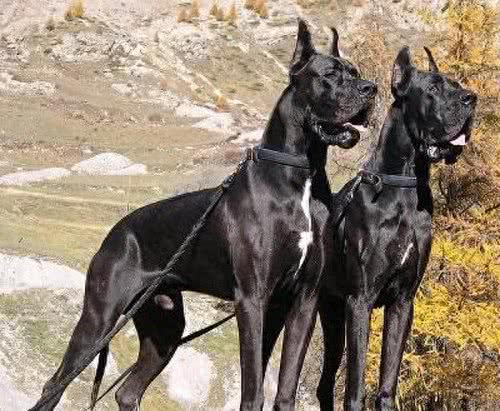 世界犬种-大丹犬