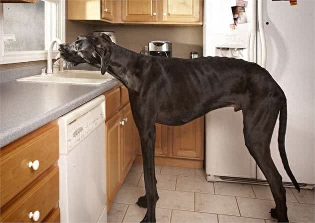 世界犬种-大丹犬