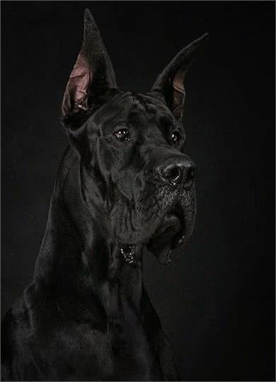 世界犬种-大丹犬