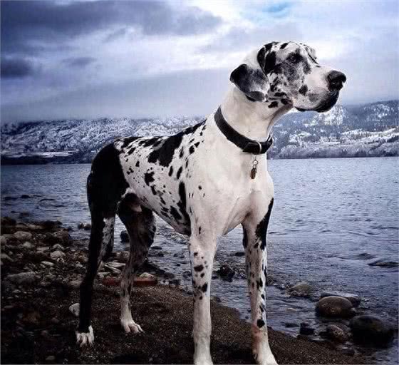 世界犬种-大丹犬