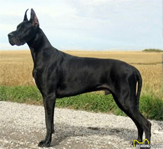 世界犬种-大丹犬