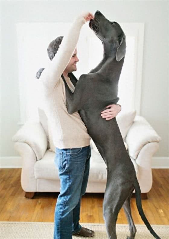 世界犬种-大丹犬