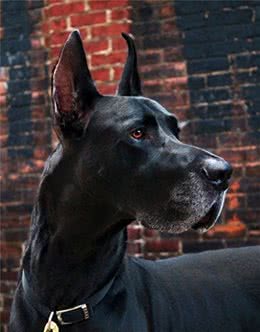 世界犬种-大丹犬