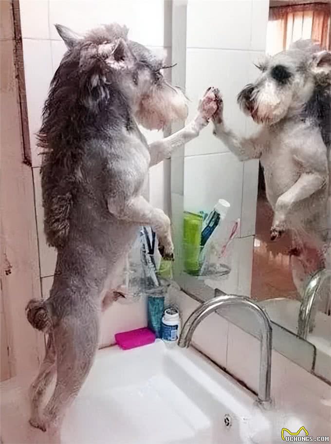 自己在家怎么给狗狗剪毛