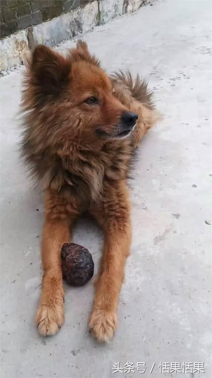 狗的记忆超过9年