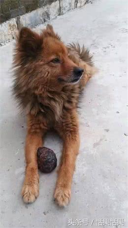 狗的记忆超过9年