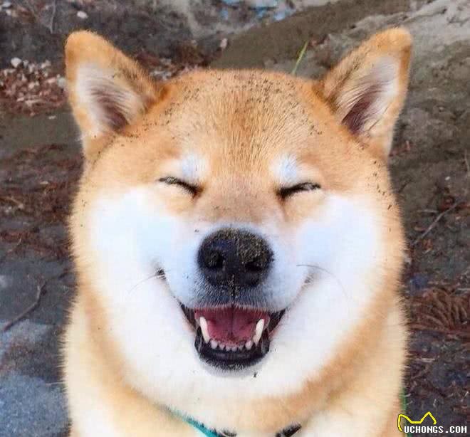 狗狗回家前该怎么给狗狗准备一个完美的狗窝