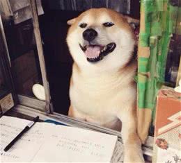 狗狗回家前该怎么给狗狗准备一个完美的狗窝