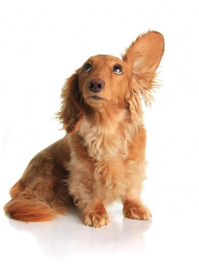 狗耳朵有难闻的气味怎么处理