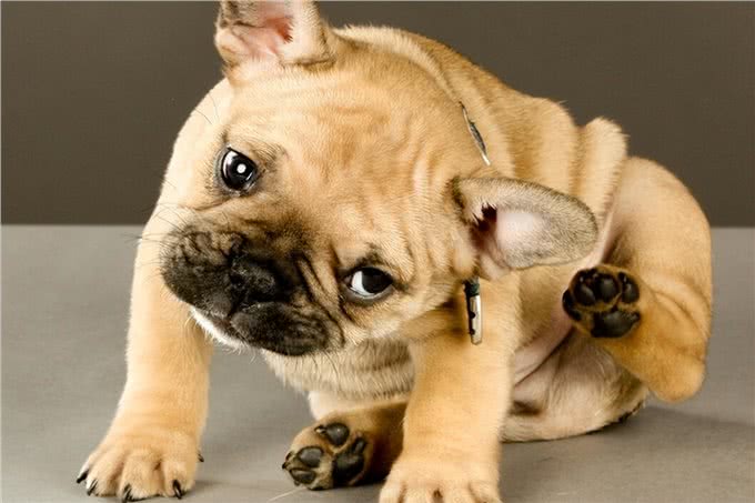 狗耳朵有难闻的气味怎么处理