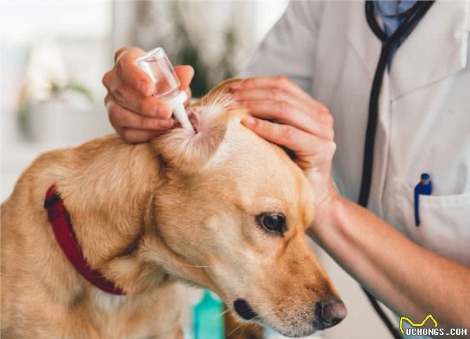 狗耳朵有难闻的气味怎么处理