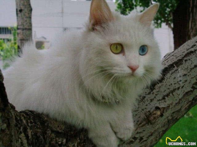 古人说猫—临清狮猫