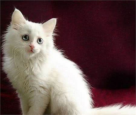 古人说猫—临清狮猫