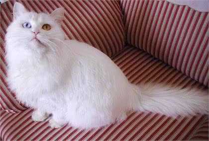 古人说猫—临清狮猫