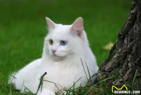 古人说猫—临清狮猫