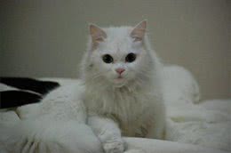 古人说猫—临清狮猫