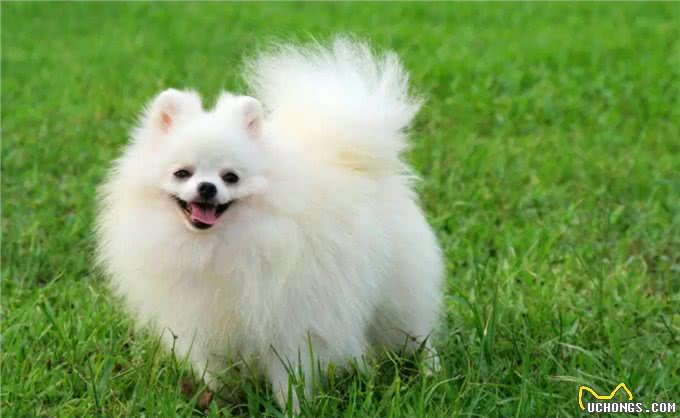 悲哀的纯种狗!人类的畸形审美,痛苦却让宠物承担