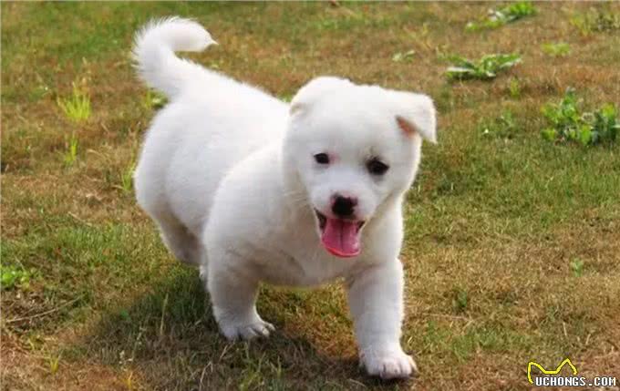 悲哀的纯种狗!人类的畸形审美,痛苦却让宠物承担