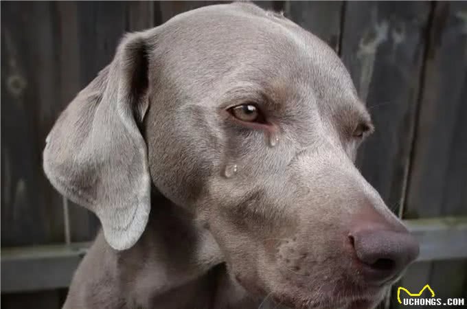 悲哀的纯种狗!人类的畸形审美,痛苦却让宠物承担