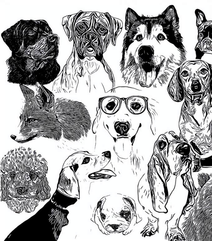 悲哀的纯种狗!人类的畸形审美,痛苦却让宠物承担