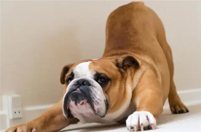 悲哀的纯种狗!人类的畸形审美,痛苦却让宠物承担