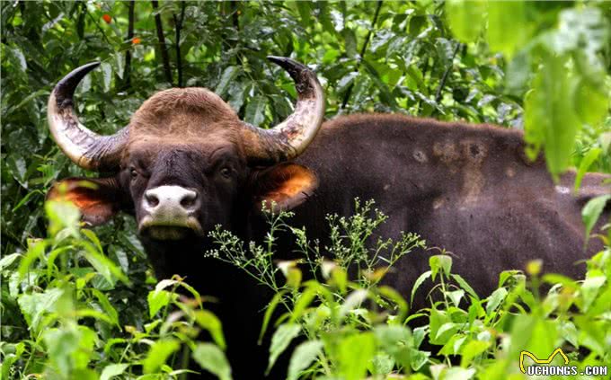 悲哀的纯种狗!人类的畸形审美,痛苦却让宠物承担