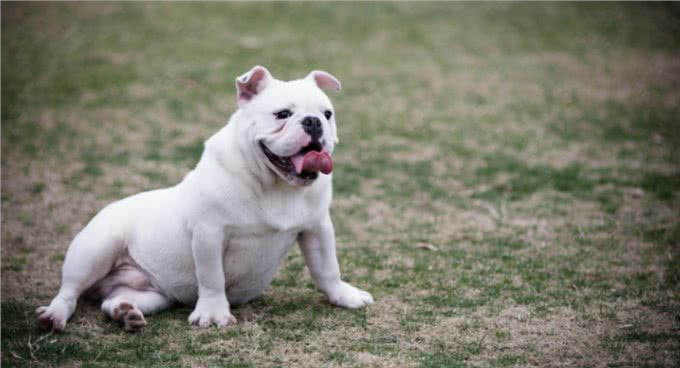 悲哀的纯种狗!人类的畸形审美,痛苦却让宠物承担