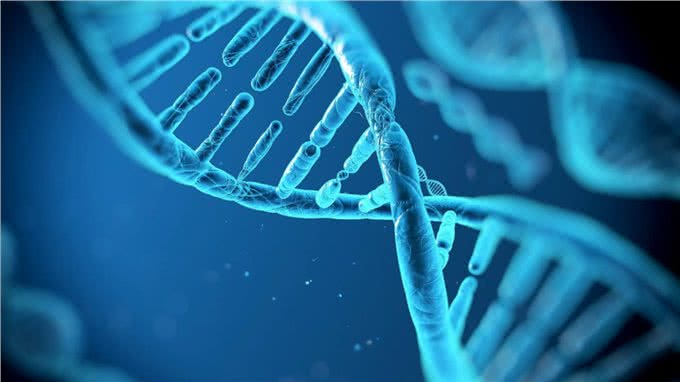 悲哀的纯种狗!人类的畸形审美,痛苦却让宠物承担