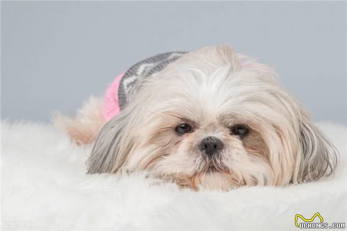 问诊案例丨狗狗身上有皮屑，红肿是什么原因?铲屎官速看