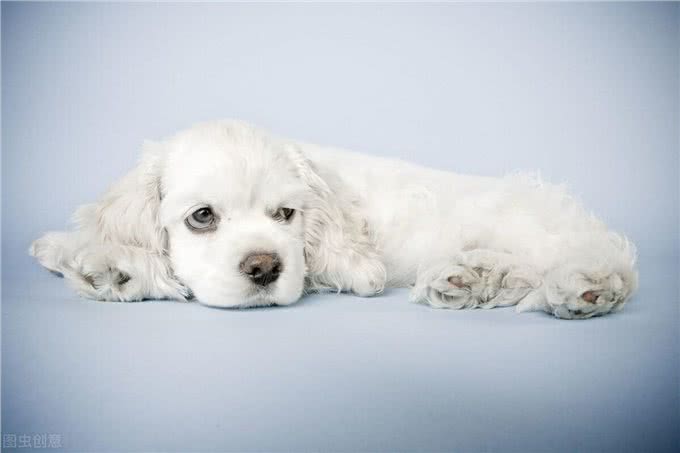 问诊案例丨狗狗身上有皮屑，红肿是什么原因?铲屎官速看