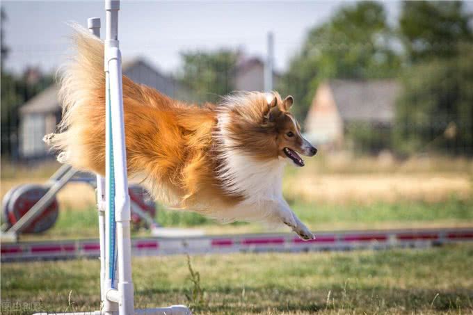 问诊案例丨狗狗身上有皮屑，红肿是什么原因?铲屎官速看