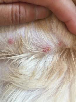 问诊案例丨狗狗身上有皮屑，红肿是什么原因?铲屎官速看