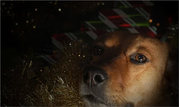 狗狗为何总在半夜叫不停?揭秘背后的三大真相，让你和狗狗都好眠