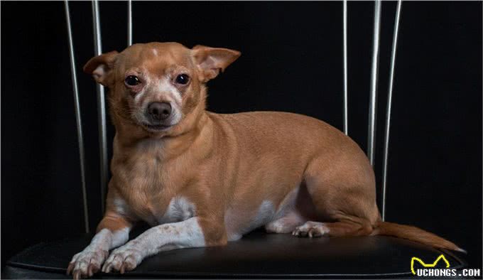 狗狗为何总在半夜叫不停?揭秘背后的三大真相，让你和狗狗都好眠