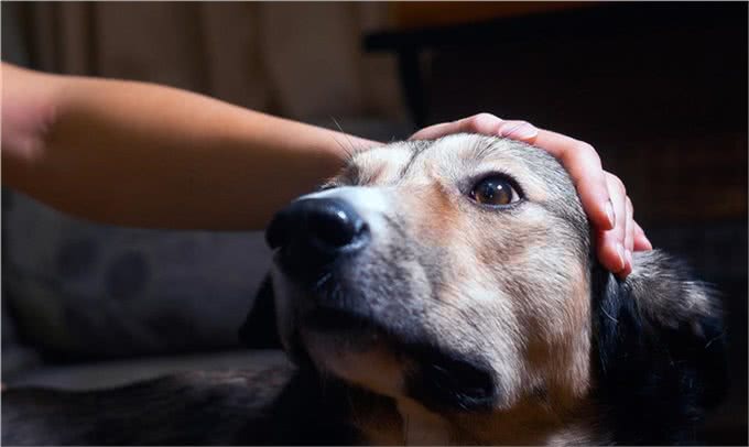 狗狗为何总在半夜叫不停?揭秘背后的三大真相，让你和狗狗都好眠