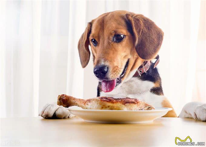 你知道狗狗的营养需求吗?