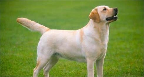 宠物问问,怎样彻底杀灭狗身上的跳蚤?