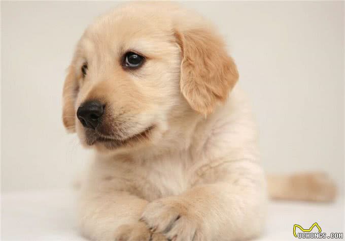 宠物问问,怎样彻底杀灭狗身上的跳蚤?