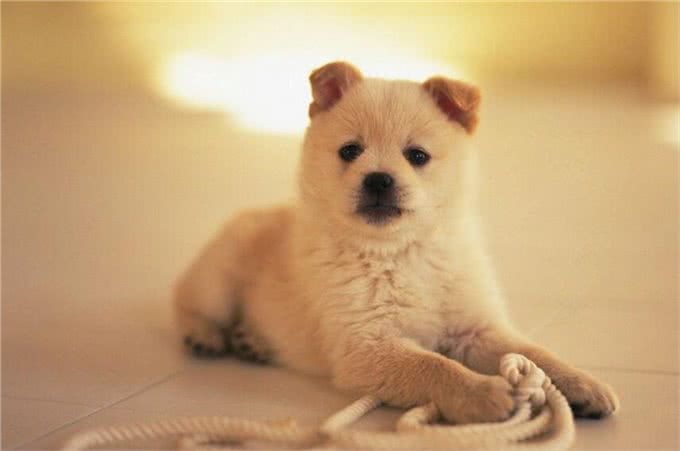 宠物问问,怎样彻底杀灭狗身上的跳蚤?