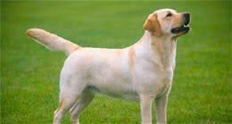 宠物问问，怎样彻底杀灭狗身上的跳蚤?