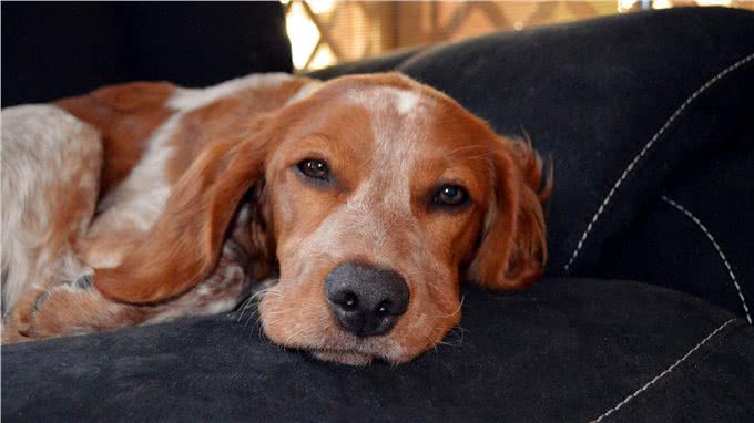 谁能想到狗经常咳嗽，是由它心脏病引起