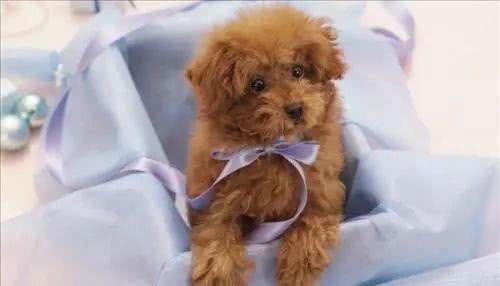 玩具贵宾犬即泰迪健康美丽的秘诀二:泪痕、耳朵及肉垫的护理