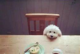 玩具贵宾犬即泰迪健康美丽的秘诀二:泪痕、耳朵及肉垫的护理