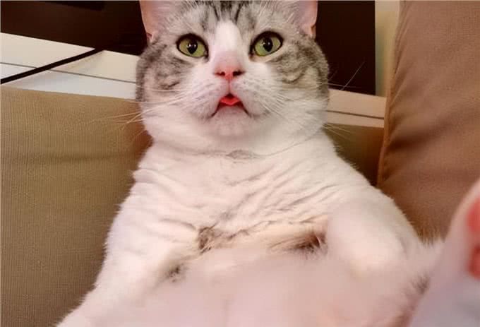 猫咪为什么会小狗喘?这些问题你一定要注意