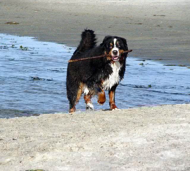 伯恩山犬的4大缺点，每一点都很难接受