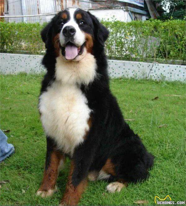 伯恩山犬的4大缺点，每一点都很难接受