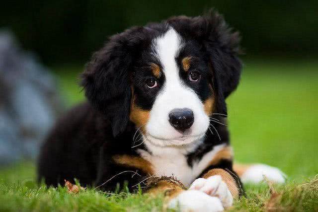 伯恩山犬的4大缺点，每一点都很难接受